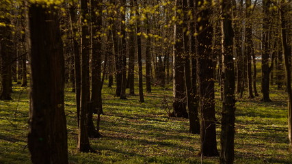 forest in aspring