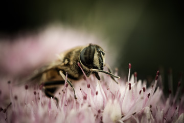 Wasp