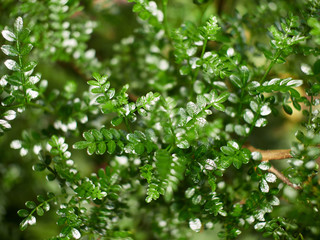 Background of small green leaves often growing illuminated by sunlight.