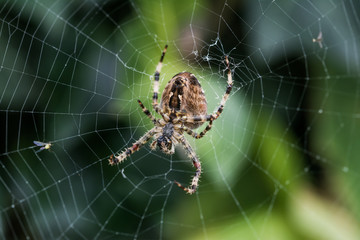 Spider