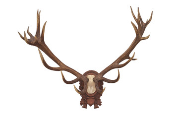 Head skull of deer isolated on white background