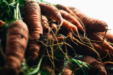 Fresh carrots close-up on a wooden background