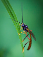 Fototapeta premium Wasp