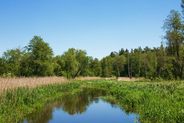 Fototapeta na wymiar Summer forest river background. Clear, reflective pond water. Blue sky idyllic nature landscape