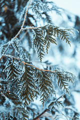 winter light dark green larch branches in the snow