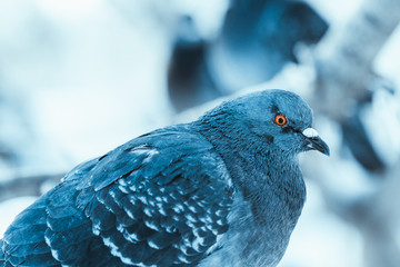 pigeon on the branch perched in the winter afternoon