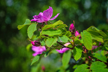 Blooming branches of wild rose on a blurred background. Beautiful pink wild rose flower with...