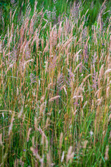 dry grass bents on blur background texture