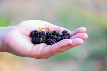 handful of blueberries in hands
