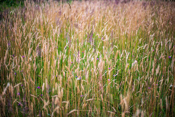 dry grass bents on blur background texture