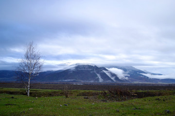 Snowy mountains, green valley with a lonely tree.