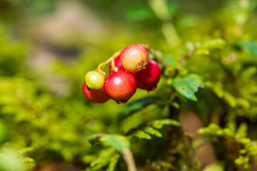 red lingonberry fruits in green forest moss in sunny summer day
