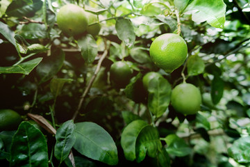 The lime or green lemon hang on the branches of the tree in the garden