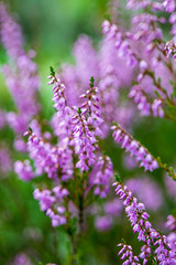 Obraz premium heather flowers in forest on green background blur