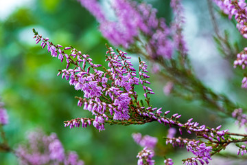 heather flowers in forest on green background blur