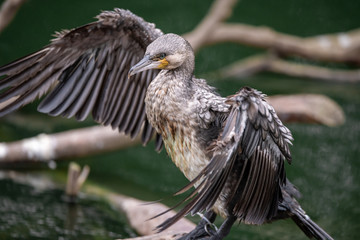 A cormorant stands on trees branch