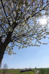 Obraz premium Blüten