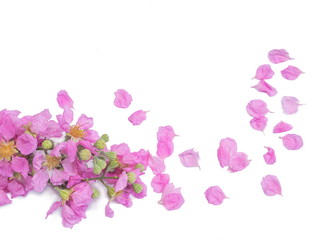 Fototapeta na wymiar Beautiful Pink flowers and petals Lagerstroemia speciosa on white background, other names Queen's flower, Queen's crape myrtle, Jarul, Pyinma.