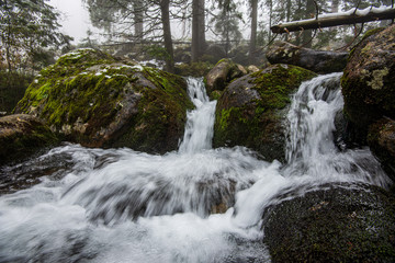 Fototapeta premium forest mountain river with waterfall over the rocks
