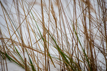dry grass bents on blur background texture