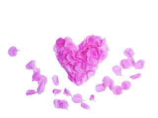 Beautiful Pink flower Lagerstroemia speciosa blossom and pink petals design heart shape on white background, other names Queen's flower, Queen's crape myrtle, Jarul, Pyinma.