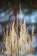 Fototapeta premium dry grass bents on blur background texture