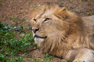A lion lies on the ground