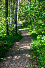 Fototapeta na wymiar scenic beautiful tourist trail footpath in green forest