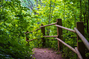 scenic beautiful tourist trail footpath in green forest