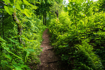 scenic beautiful tourist trail footpath in green forest