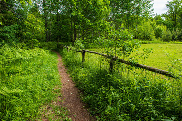 Obraz premium scenic beautiful tourist trail footpath in green forest