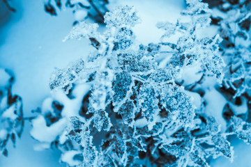 barberry close up branches in the snow.