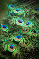closed-up shot on colorful peacock feather 
