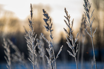 Fototapeta premium dry grass bents on blur background texture