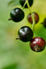 black currant on green background