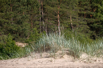dry grass bents on blur background texture
