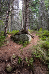 scenic beautiful tourist trail footpath in green forest