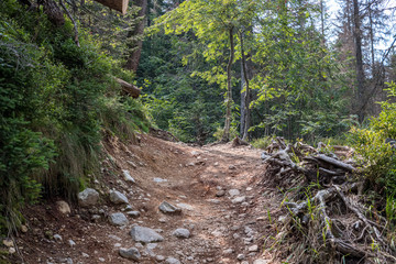 scenic beautiful tourist trail footpath in green forest