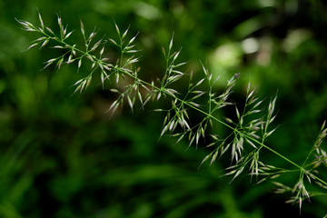 The grass in the shade