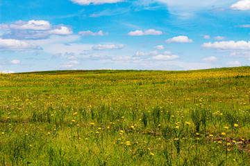 spring meadow with yellow flowers  pastel sky and little clouds