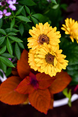 Beautiful flowers in bloom