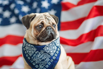 Beautiful beige puppy pug on the background of the American flag on Independence Day.