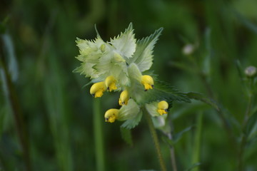 Fleurs de Clairière 05