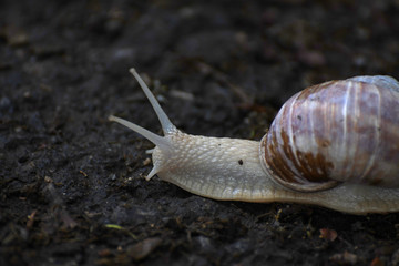 The snail 02