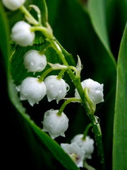 Lily of the valley flowers in a clearing in the rain with raindrops, a narrow focus area, macro © petrovval