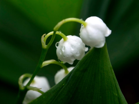 Lily of the valley flowers in a clearing in the rain with raindrops, a narrow focus area, macro
