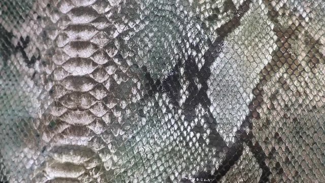 Snake skin background. Close up. Texture genuine leather close up, embossed under skin python, background.