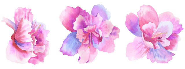 Beautiful purple pink flowers. Floral set. Hand drawn watercolor illustration. Isolated on white background.