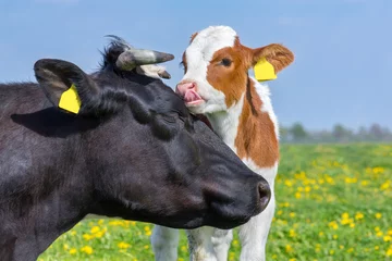 Fotobehang Close-up hoofd van moeder koe met kalf in de wei © benschonewille