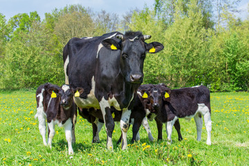 Naklejka na ściany i meble Family mother cow with calves in dutch meadow